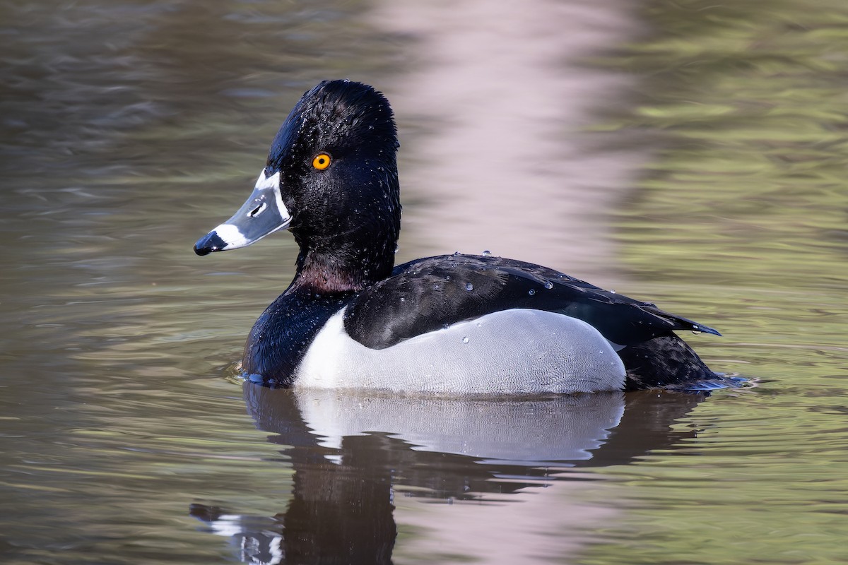Ring-necked Duck - ML424970201