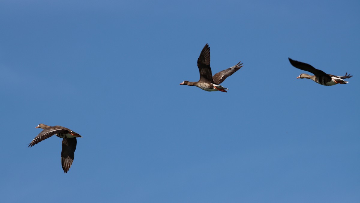 Greater White-fronted Goose - Sally Veach