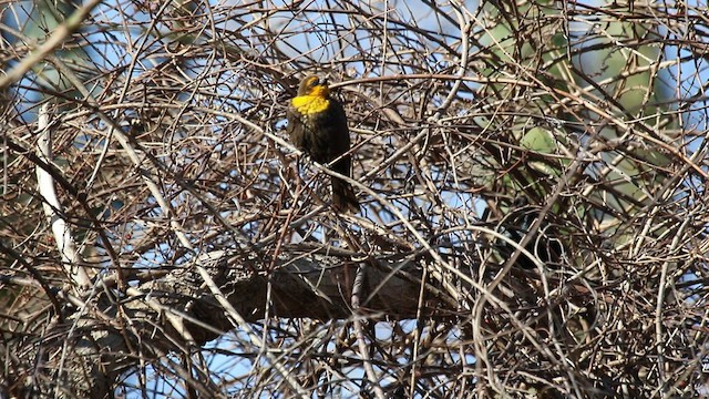 Yellow-headed Blackbird - ML424971711