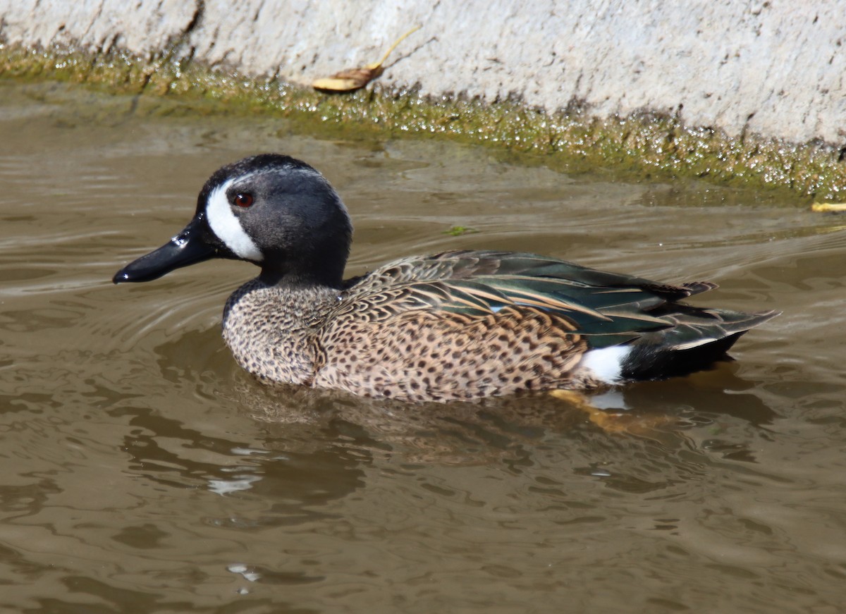 Blue-winged Teal - ML424972071
