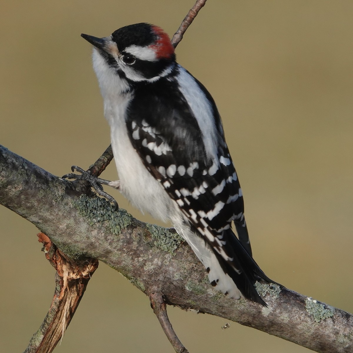 Downy Woodpecker - ML424973461