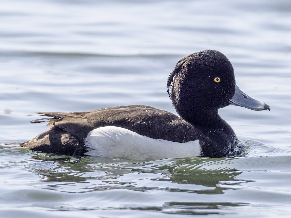 Tufted Duck - ML424977211