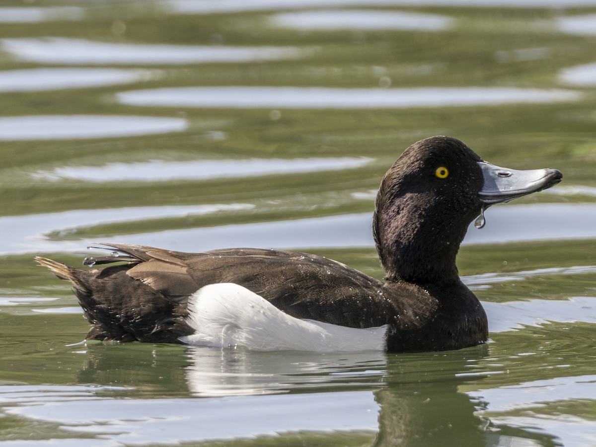 Tufted Duck - ML424977301