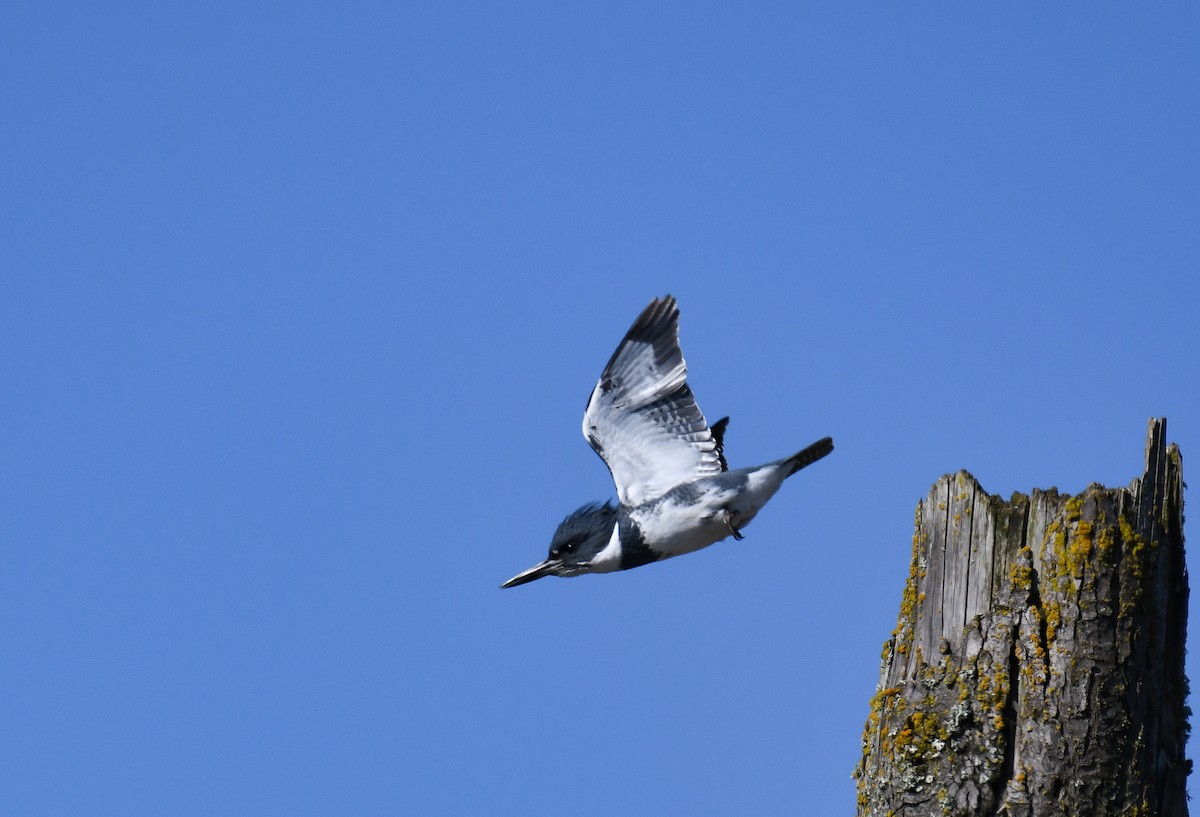 Belted Kingfisher - ML424978491