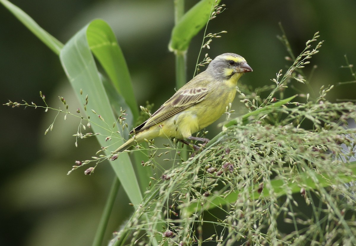 Yellow-fronted Canary - ML424980491
