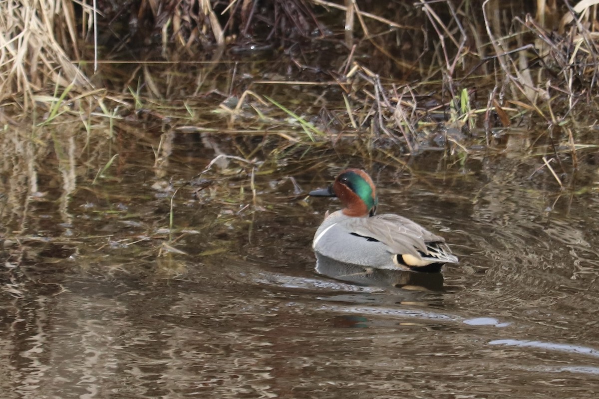 Green-winged Teal - ML424980911
