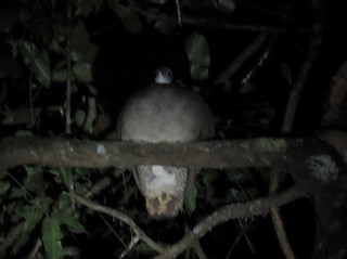 Slaty-breasted Tinamou, ML424981021