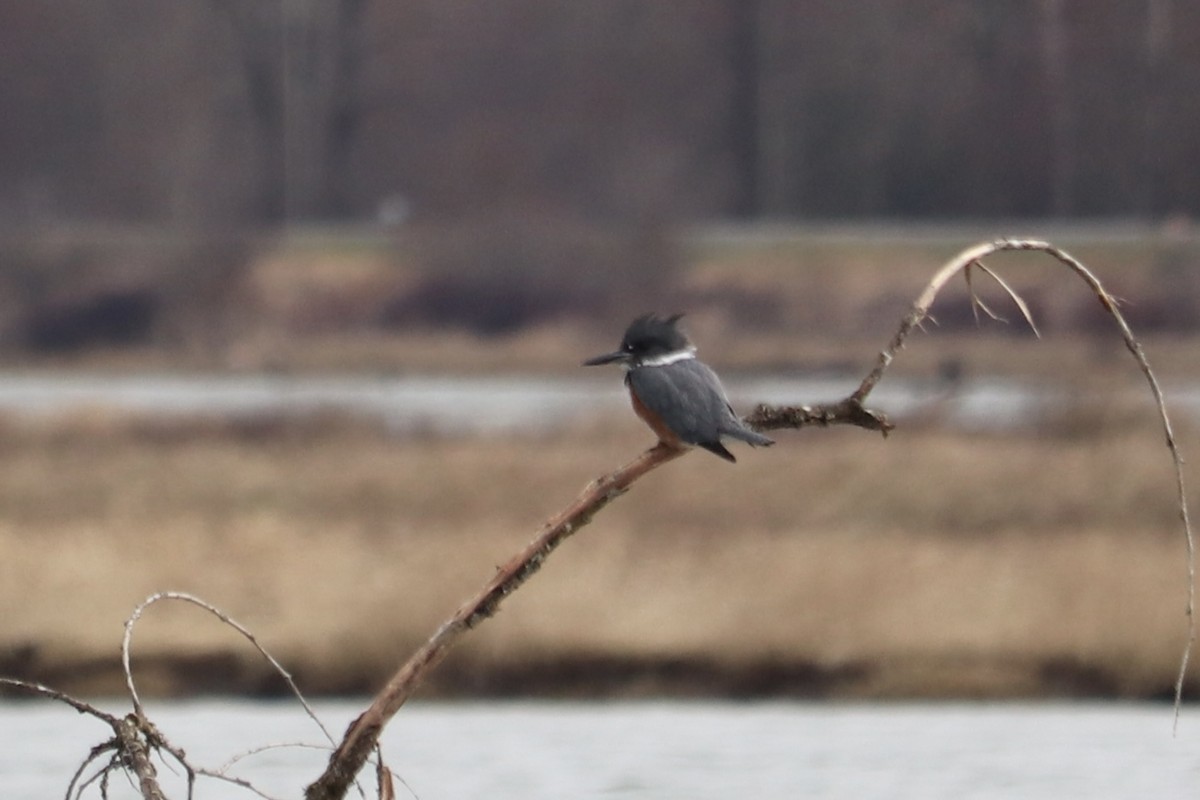 Belted Kingfisher - ML424981871