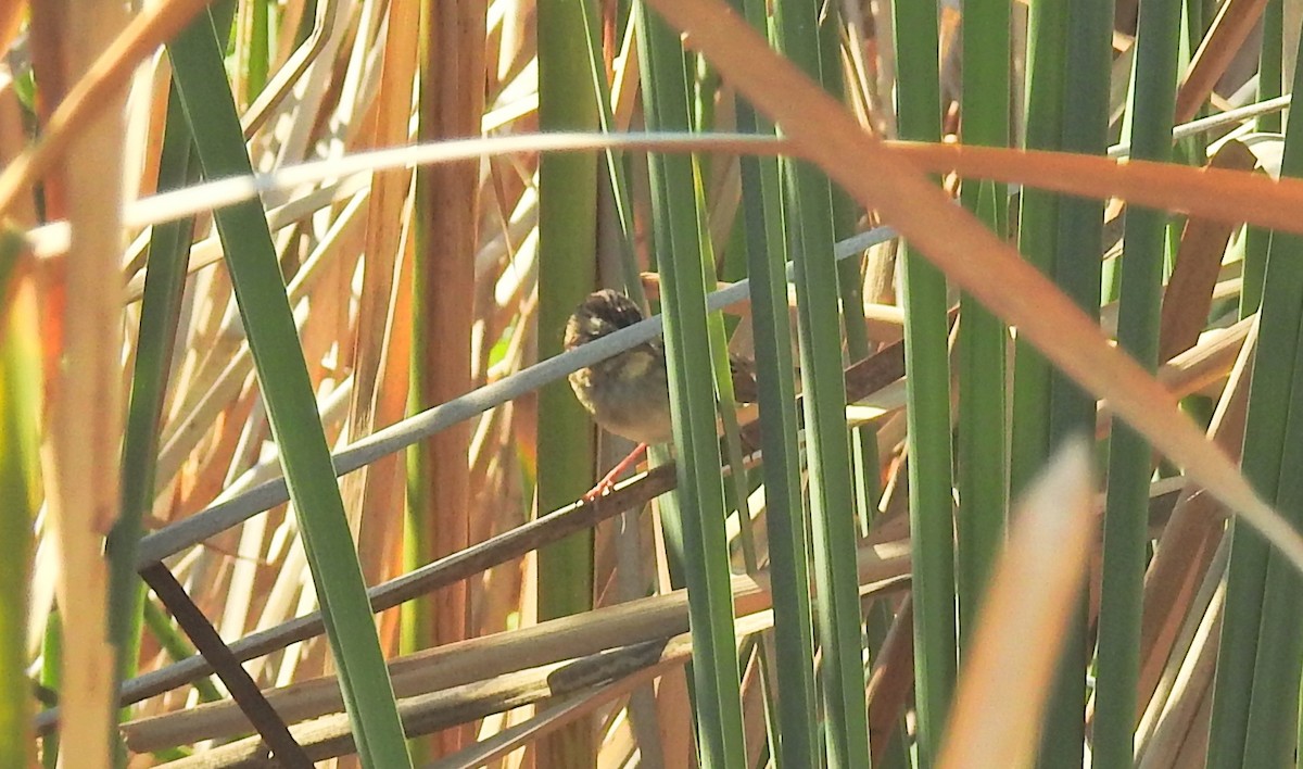 Swamp Sparrow - ML42498461