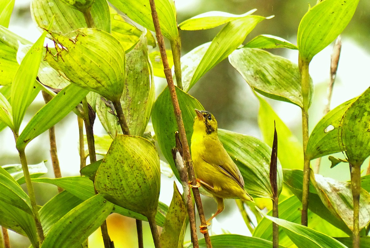 Olive-crowned Yellowthroat - ML42498471