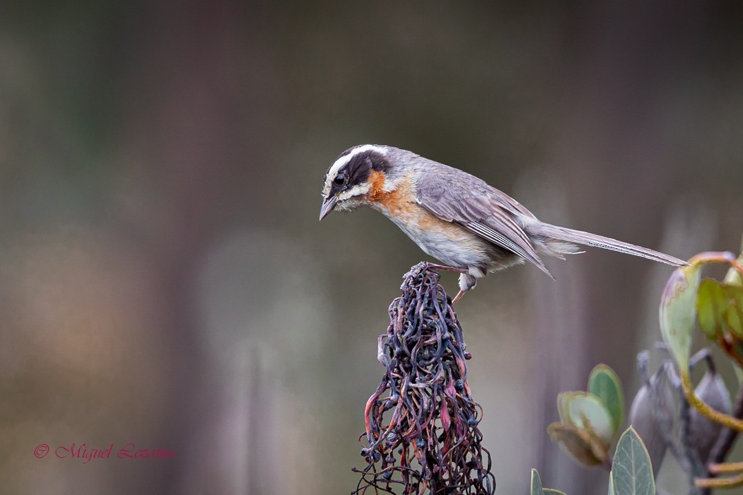 Plain-tailed Warbling Finch - Miguel Lezama - Tanager Tours