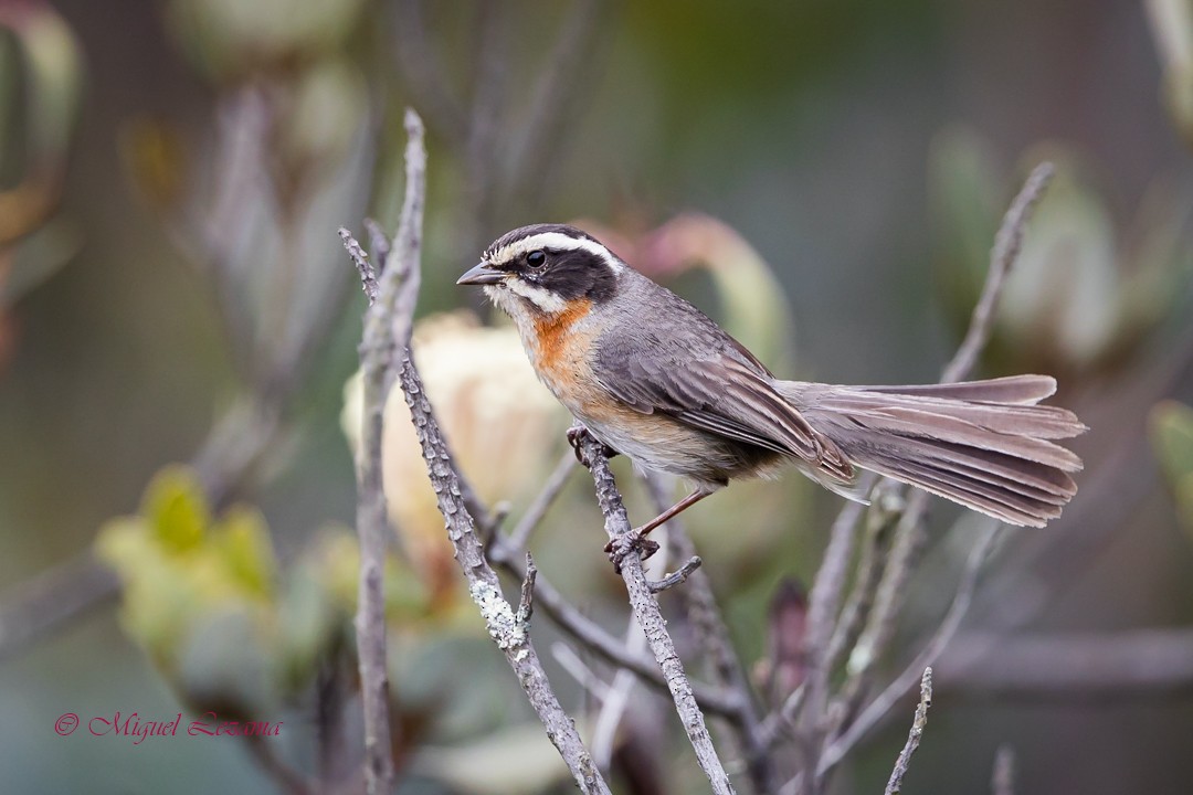 Plain-tailed Warbling Finch - ML424988501