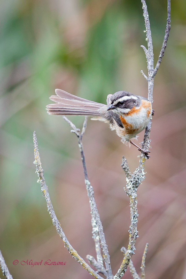 Plain-tailed Warbling Finch - ML424988511