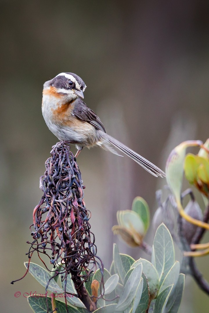 Plain-tailed Warbling Finch - Miguel Lezama - Tanager Tours