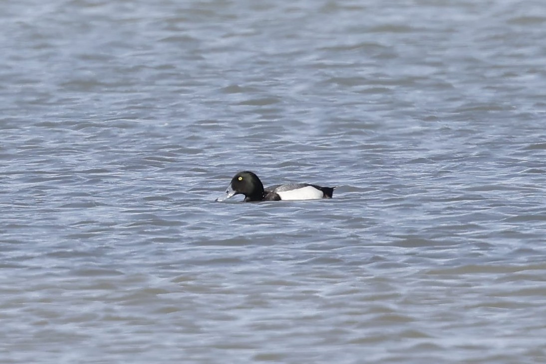 Greater Scaup - ML424989461