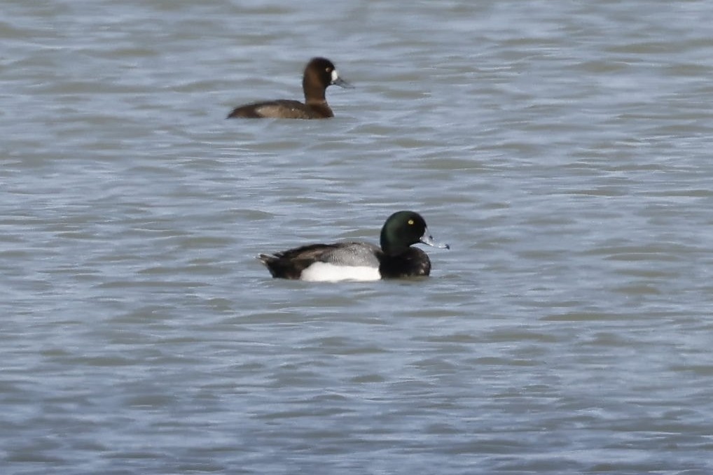 Greater Scaup - ML424989471