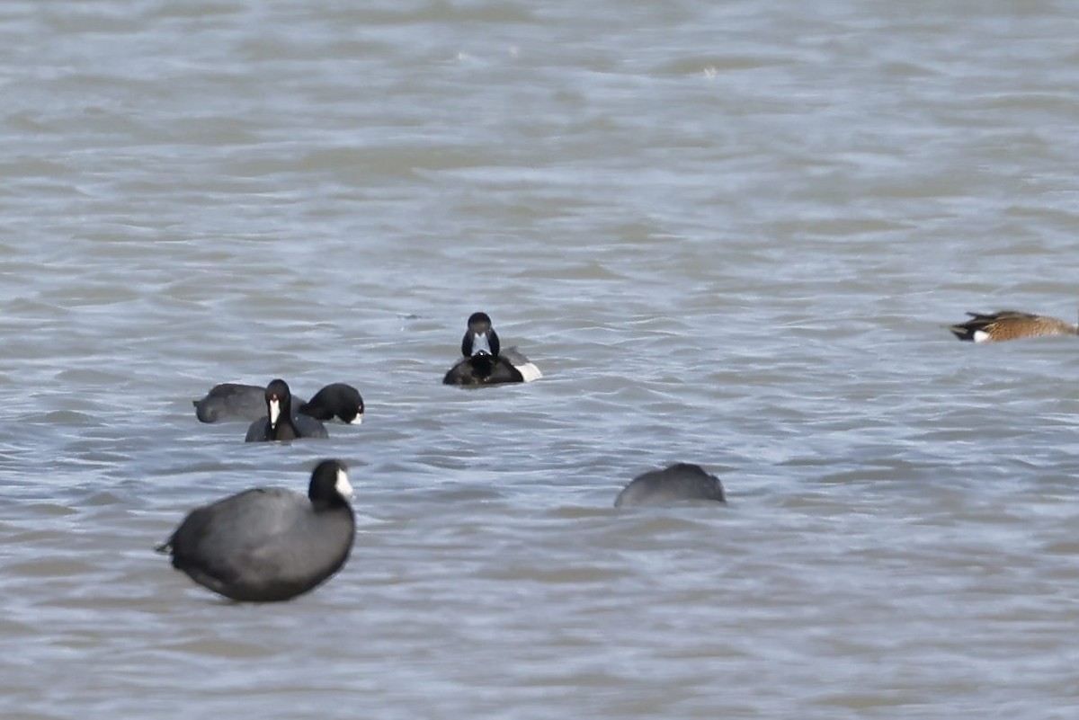 Greater Scaup - ML424989501