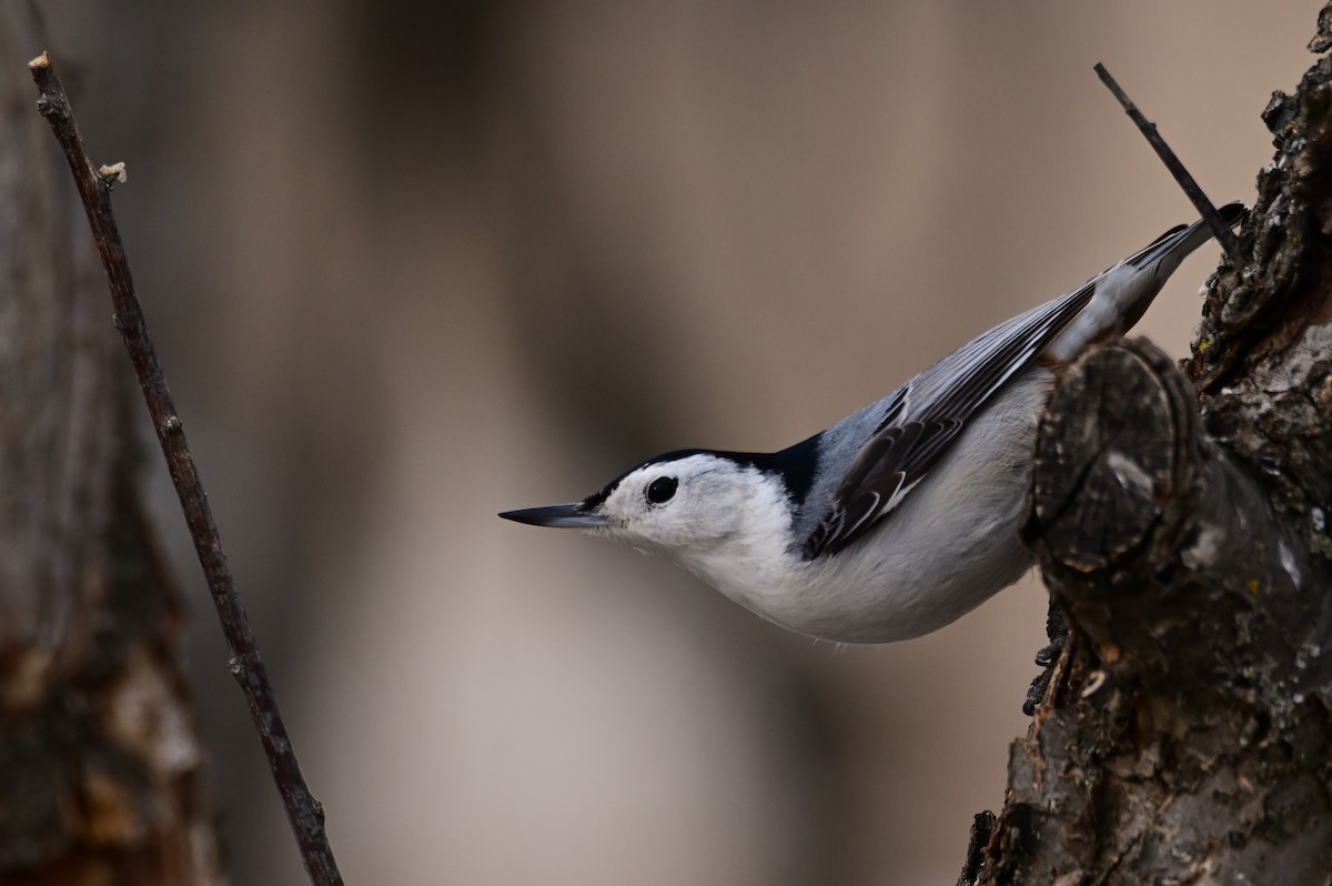 White-breasted Nuthatch - ML424990551