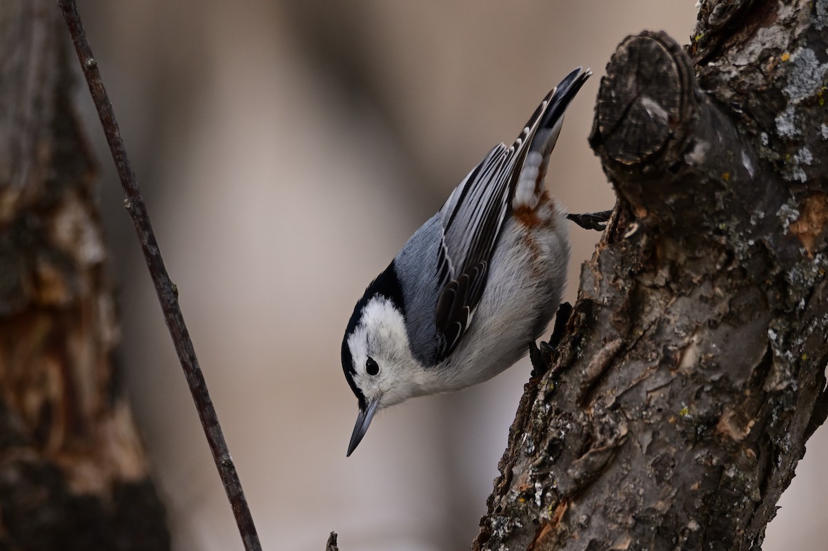 White-breasted Nuthatch - ML424990771