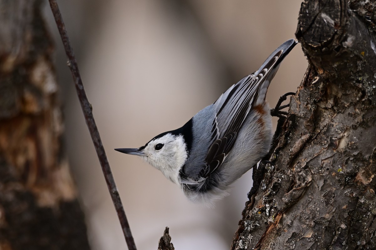 White-breasted Nuthatch - ML424992551