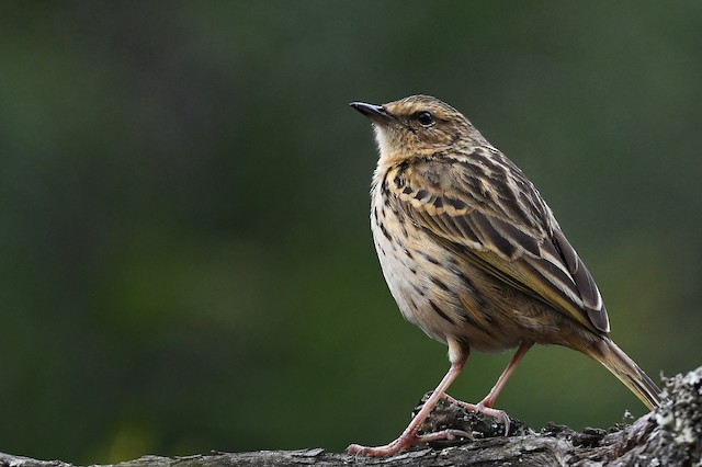 Nilgiri Pipit - eBird