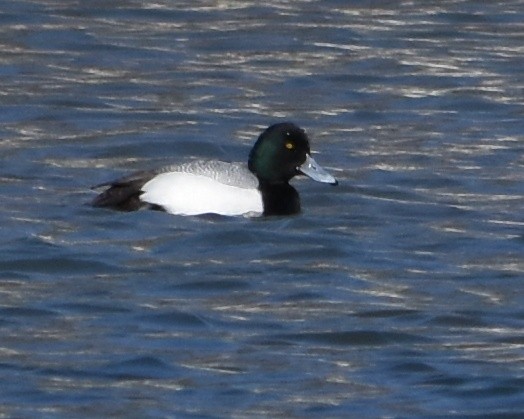 Greater Scaup - ML424993921