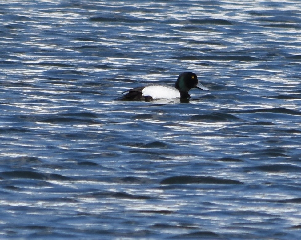 Greater Scaup - ML424993931