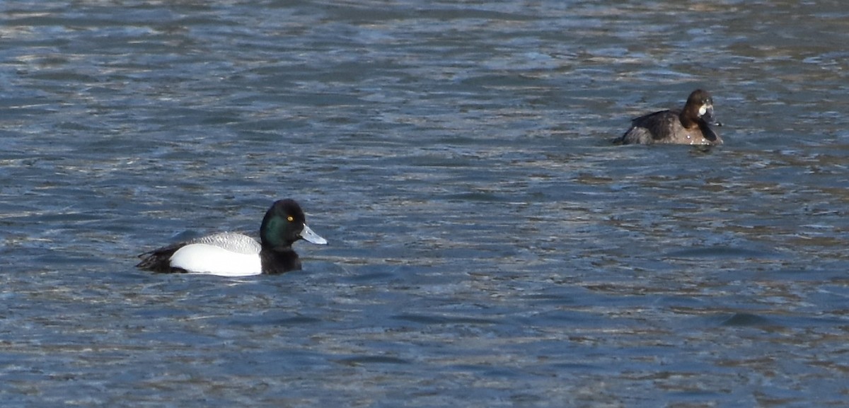 Greater Scaup - ML424993941