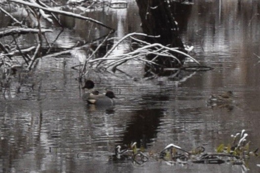 Green-winged Teal - ML424994121