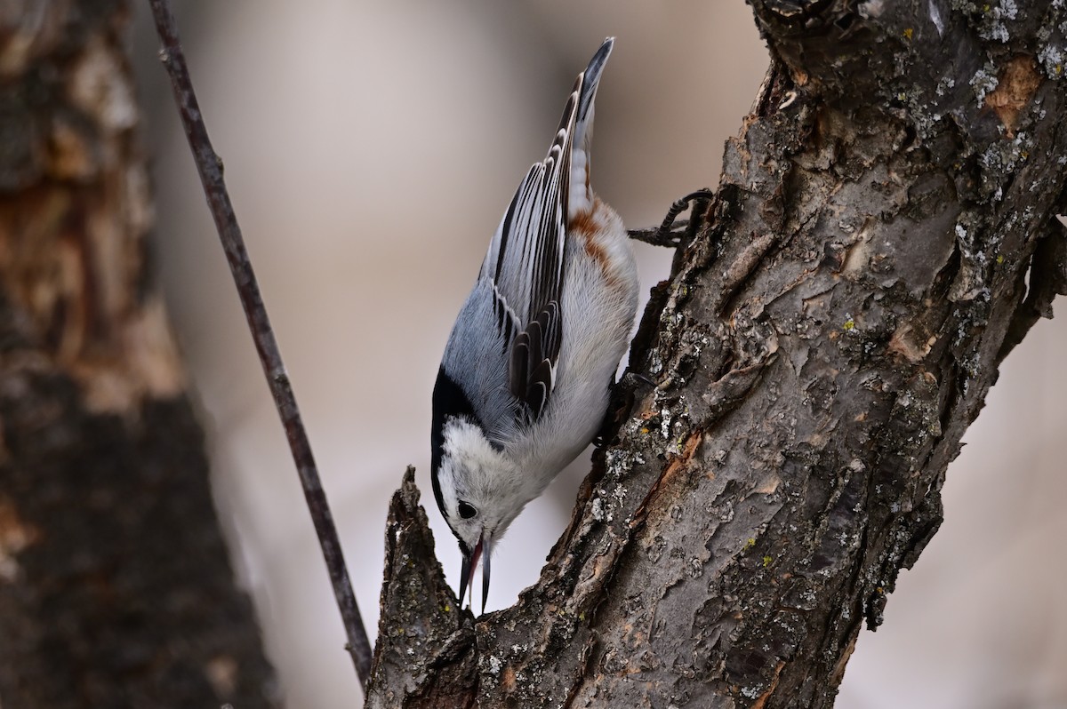 White-breasted Nuthatch - ML424996301