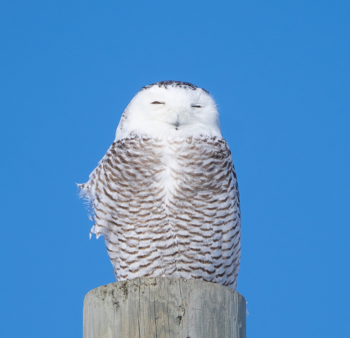 Snowy Owl - ML425011011