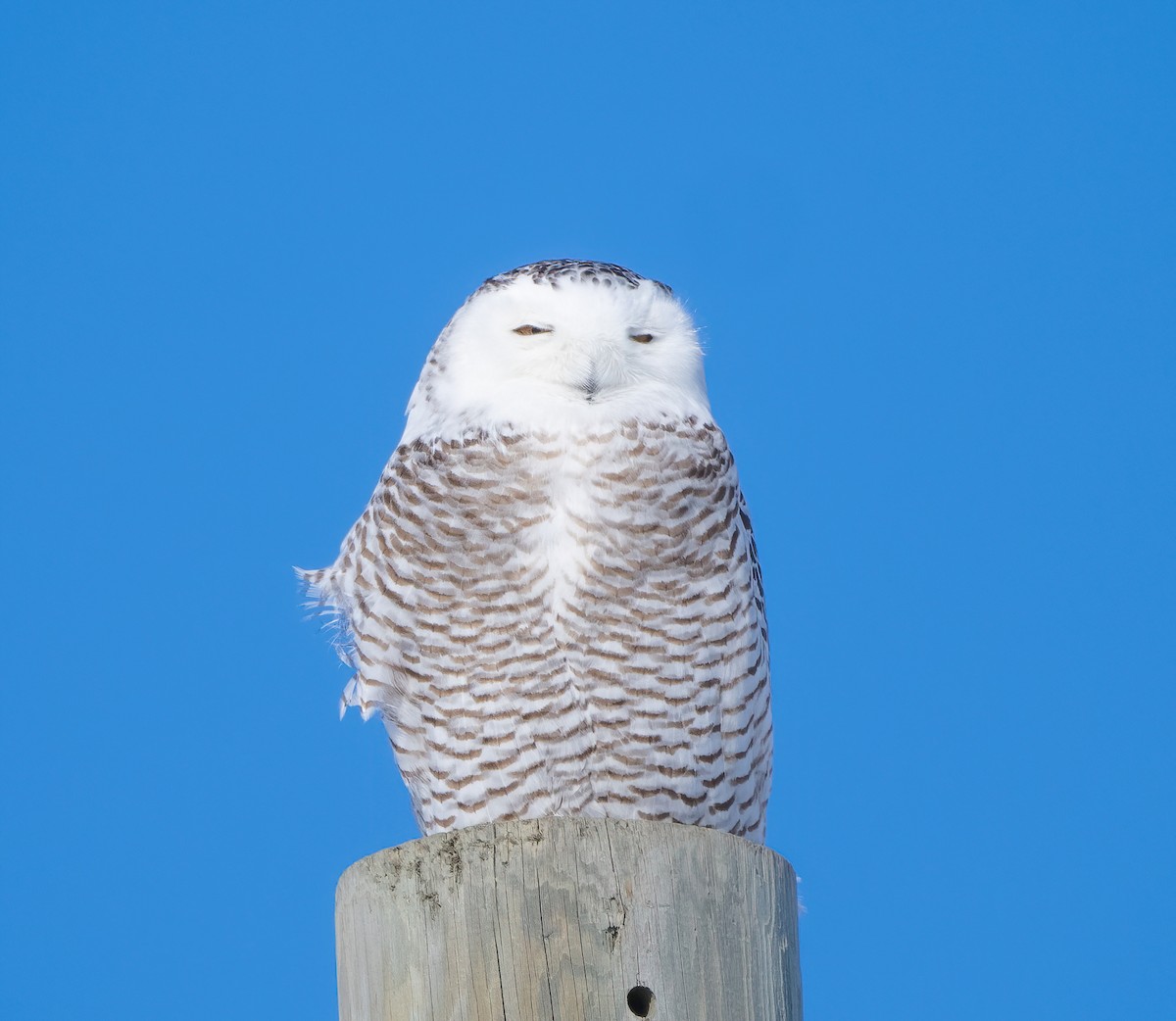 Snowy Owl - Blythe Nilson