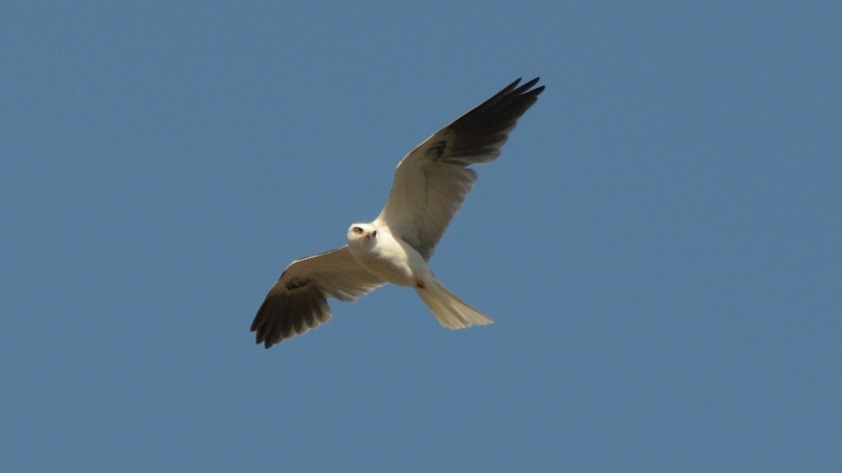White-tailed Kite - ML425019011