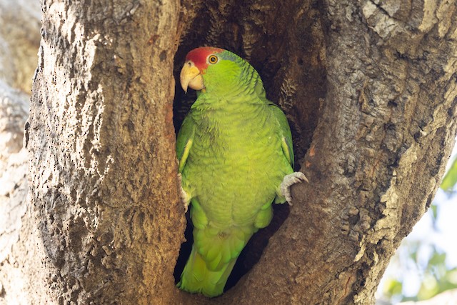 Male inspecting possible nest site. - Red-crowned Parrot - 