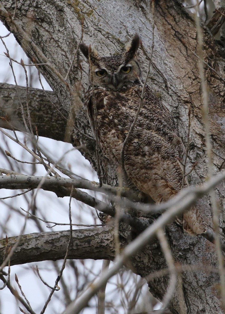 Great Horned Owl - ML425023981