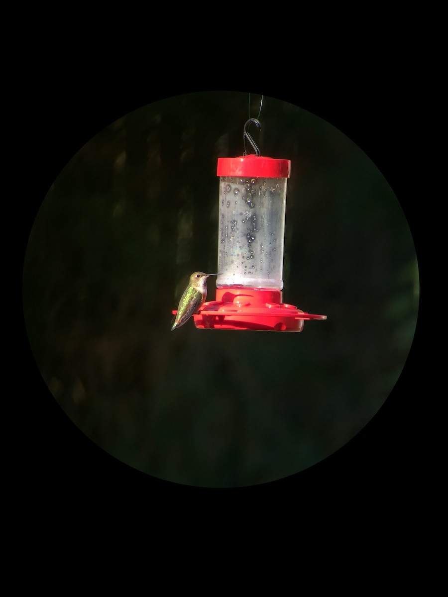 Rufous Hummingbird - ML42502721