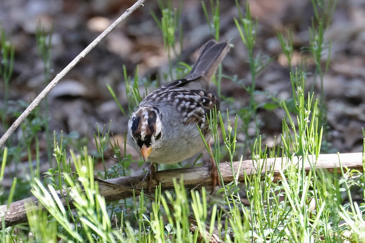 White-crowned Sparrow - ML425027411