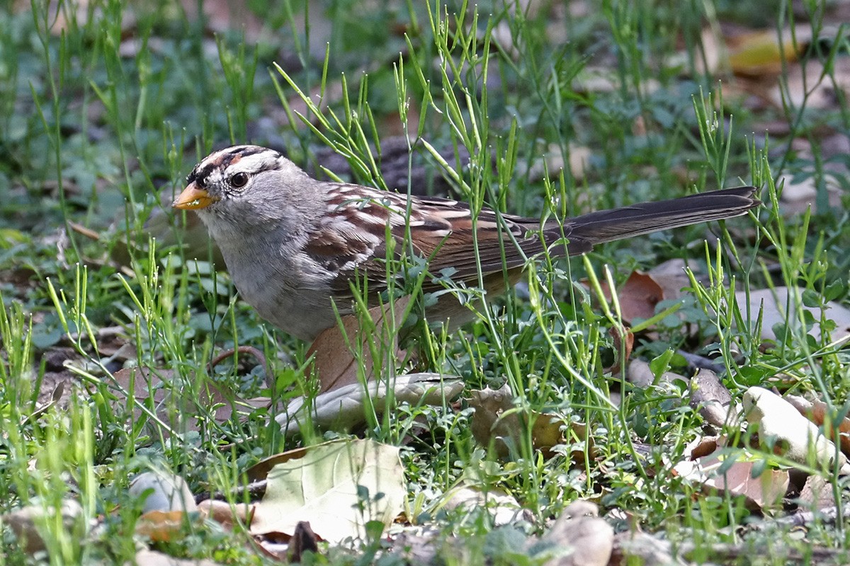 White-crowned Sparrow - ML425027421
