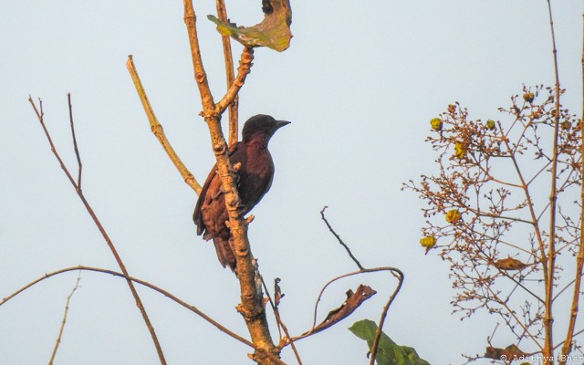 Rufous Woodpecker - Adithya Bhat