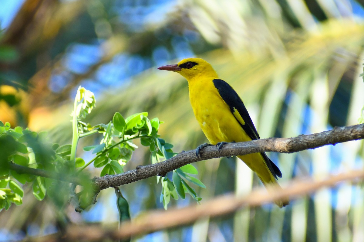 Indian Golden Oriole - ML425042241