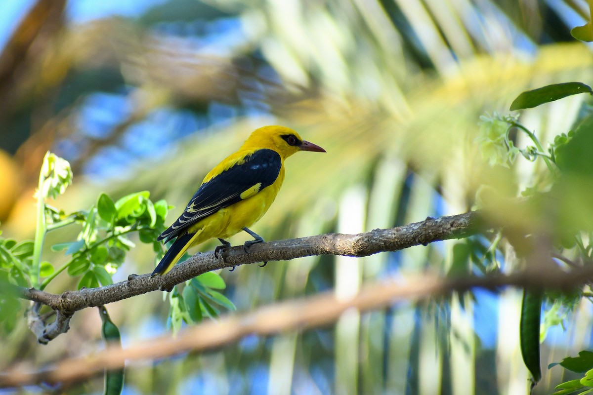 Indian Golden Oriole - ML425042571