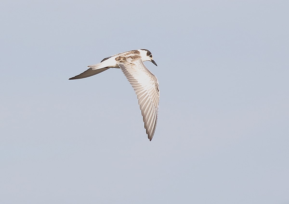 White-winged Tern - Michael Rutkowski