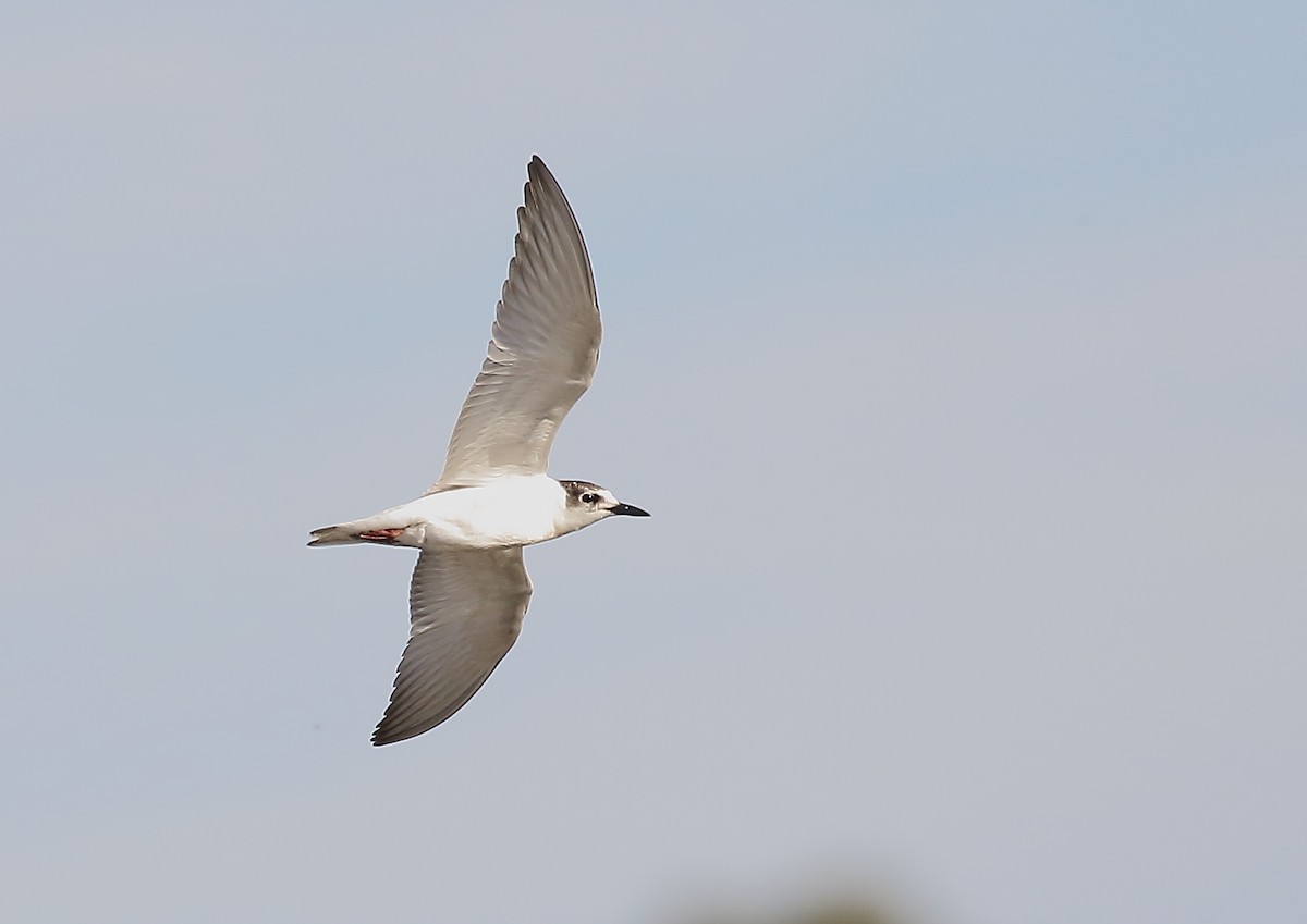 White-winged Tern - ML42504601