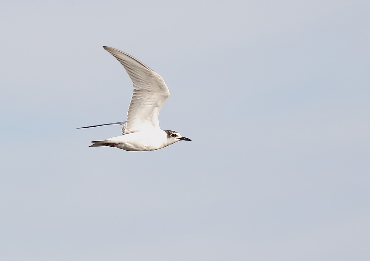 White-winged Tern - ML42504641
