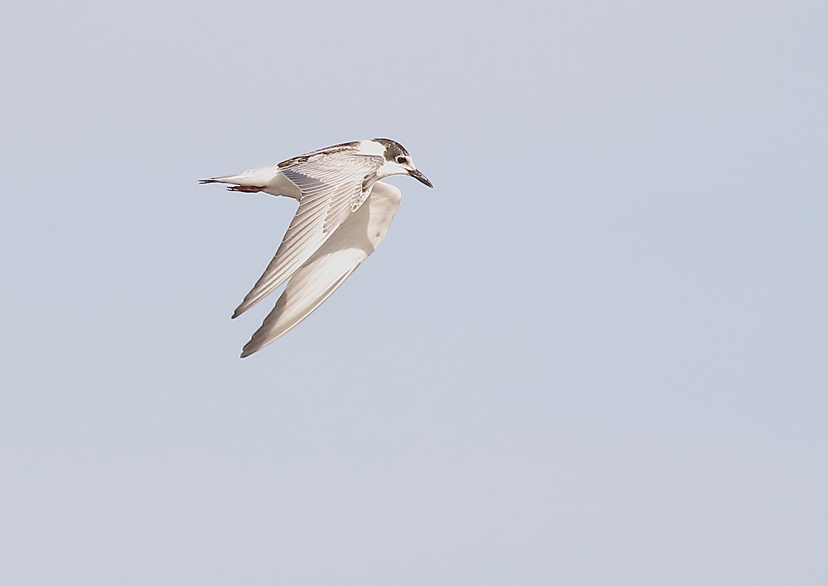 White-winged Tern - Michael Rutkowski