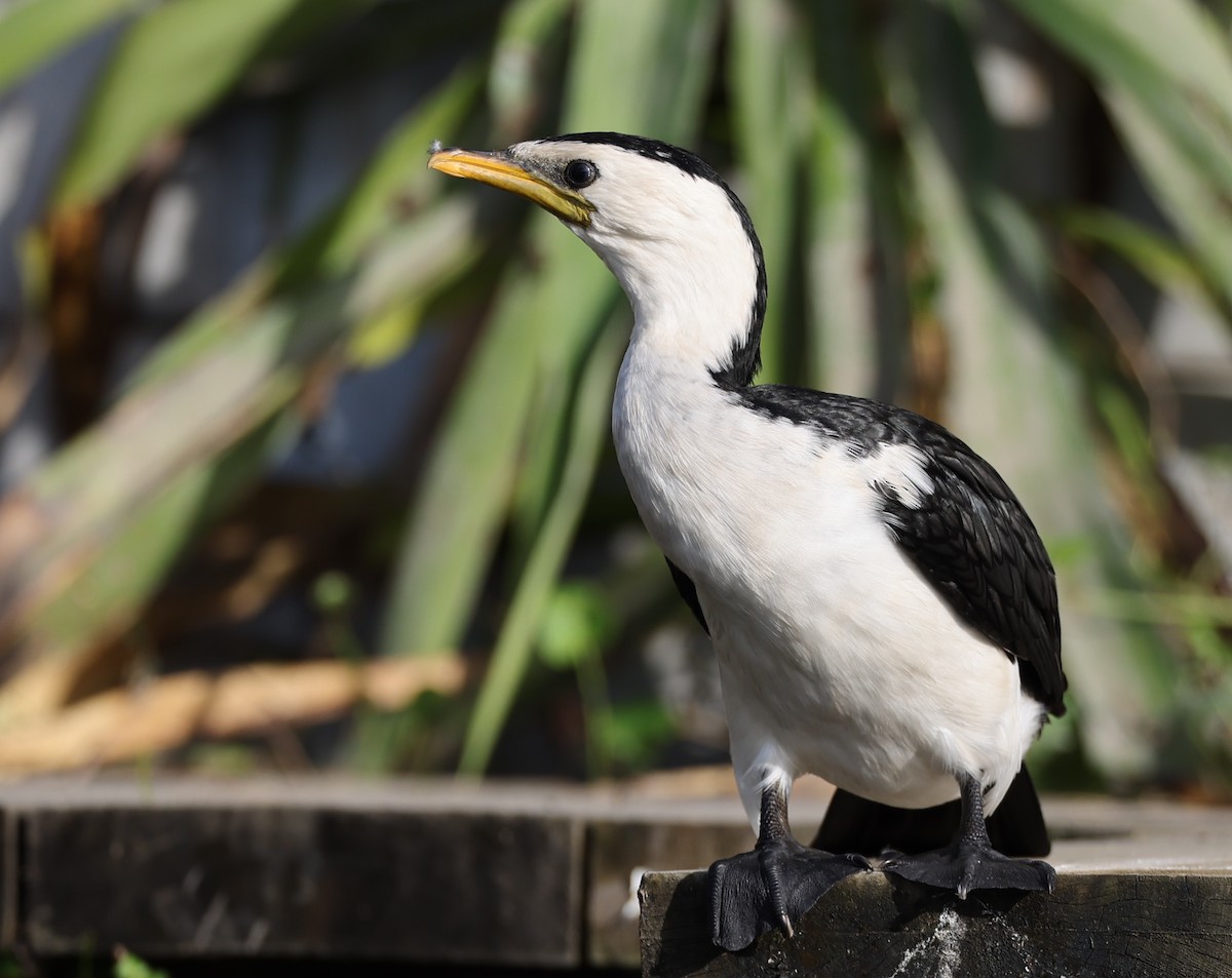 Little Pied Cormorant - Andy Gee