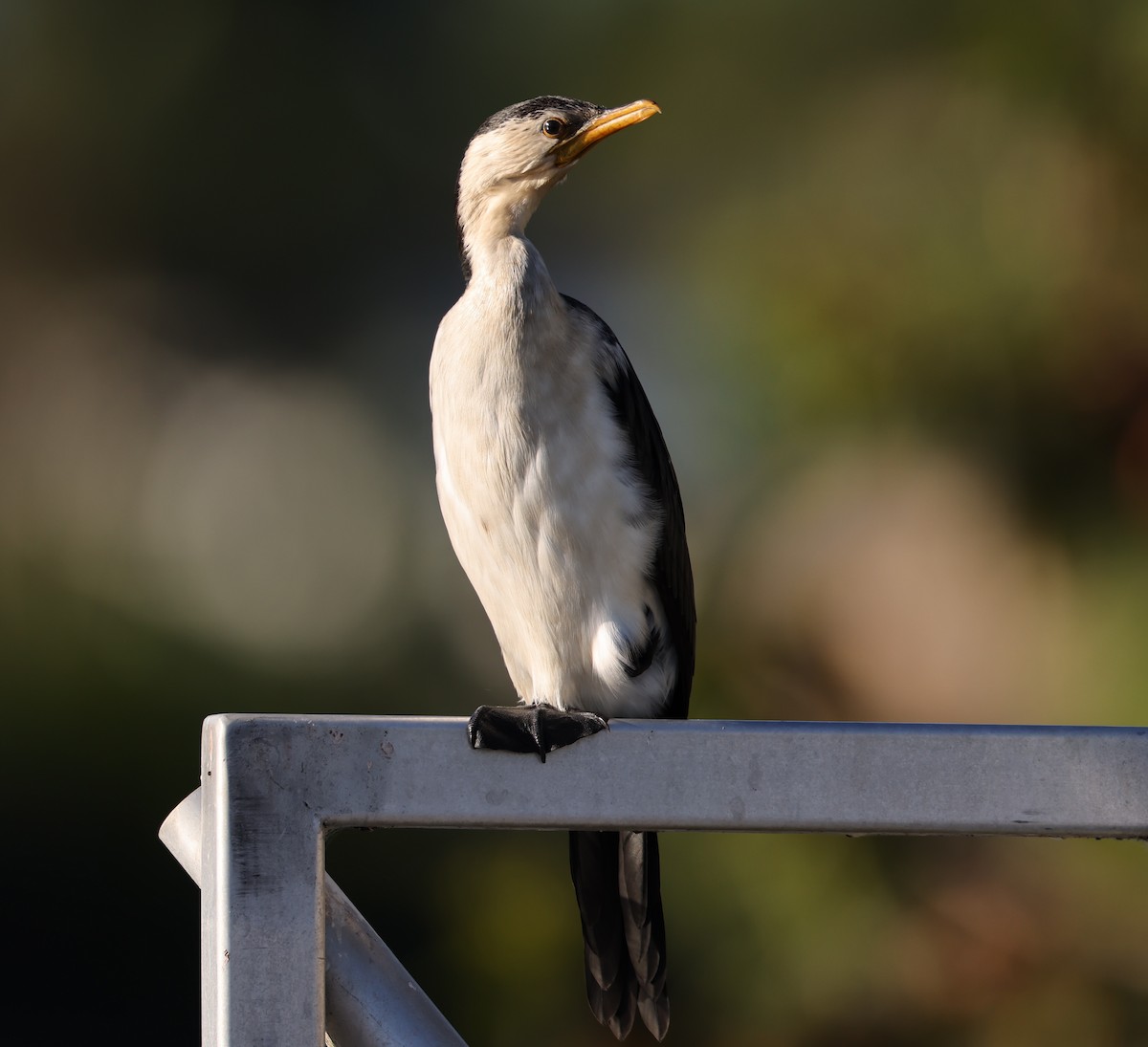 Little Pied Cormorant - Andy Gee