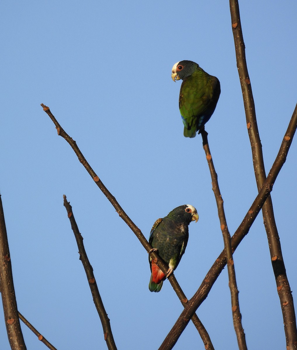 White-crowned Parrot - ML425059241