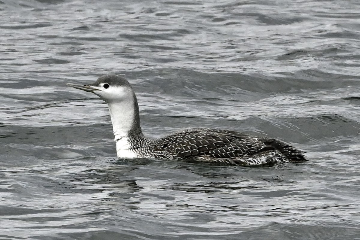 Red-throated Loon - ML425078131