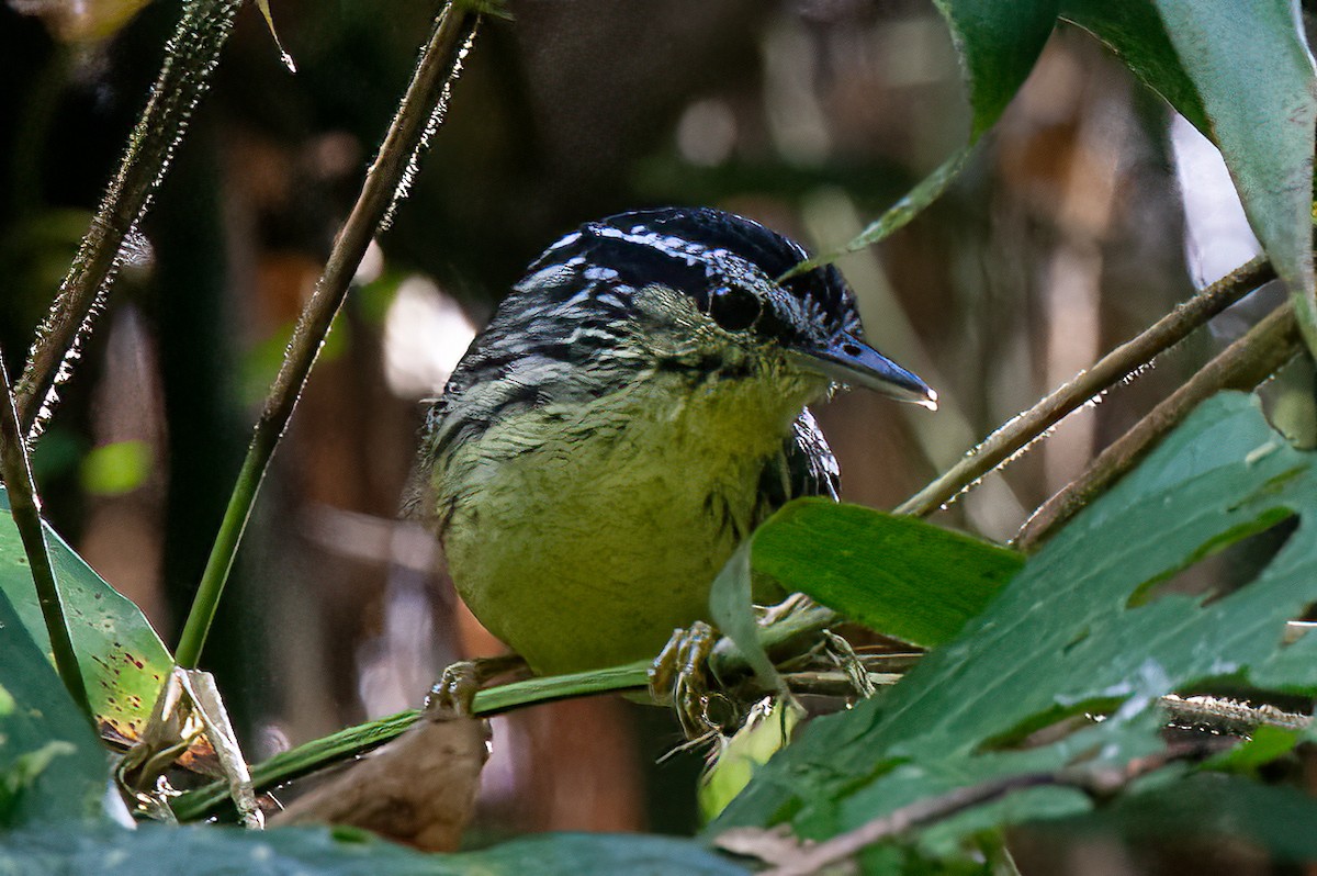 Yellow-breasted Warbling-Antbird - ML425080991